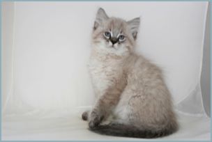 Male Siberian Kitten from Deedlebug Siberian